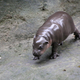 Illustration for article titled This Baby Pygmy Hippo Is the Cutest Thing on Planet Earth (No Arguing Please)